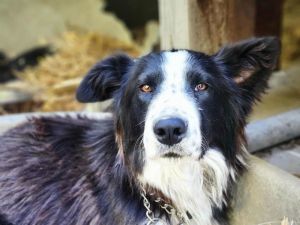Border Collie female 2 years oldDaisy is a 2-year old Border Collie She was found as a stray along