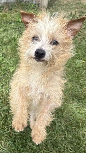 Snickers, Adult Male Terrier