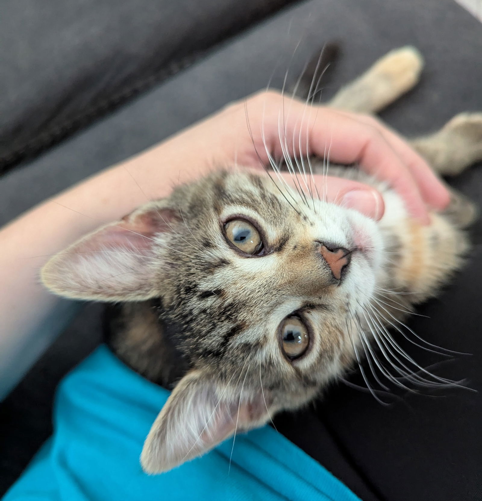 Lulu, an adoptable Domestic Short Hair, Tabby in Traverse City, MI, 49686 | Photo Image 1