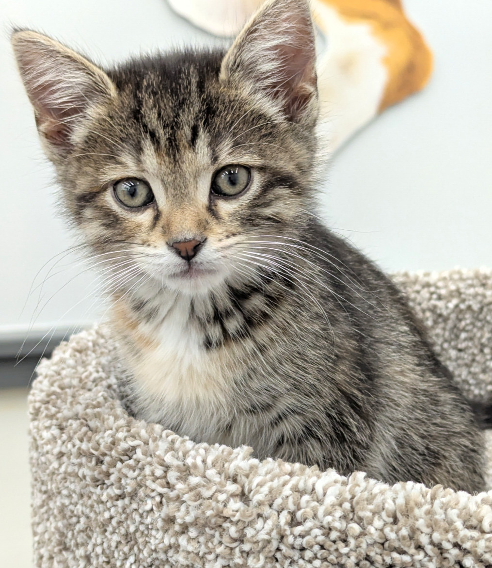 Lulu, an adoptable Domestic Short Hair, Tabby in Traverse City, MI, 49686 | Photo Image 2