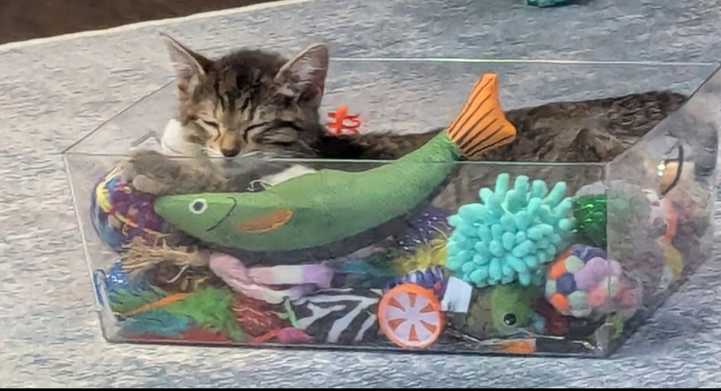 Lulu, an adoptable Domestic Short Hair, Tabby in Traverse City, MI, 49686 | Photo Image 3