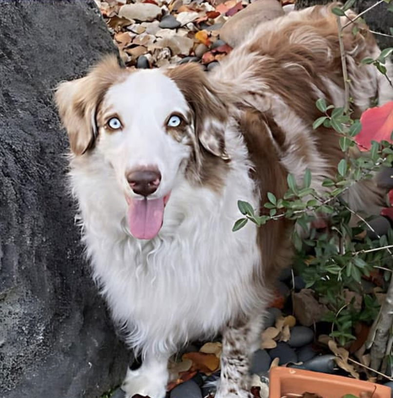 Finn