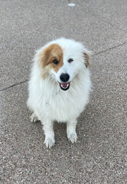 Toby