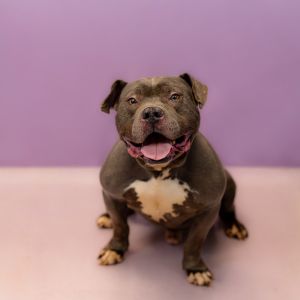 Primary Color Grey Secondary Color White Weight 61lbs Age 4yrs 0mths 2wks Animal has been Neuter