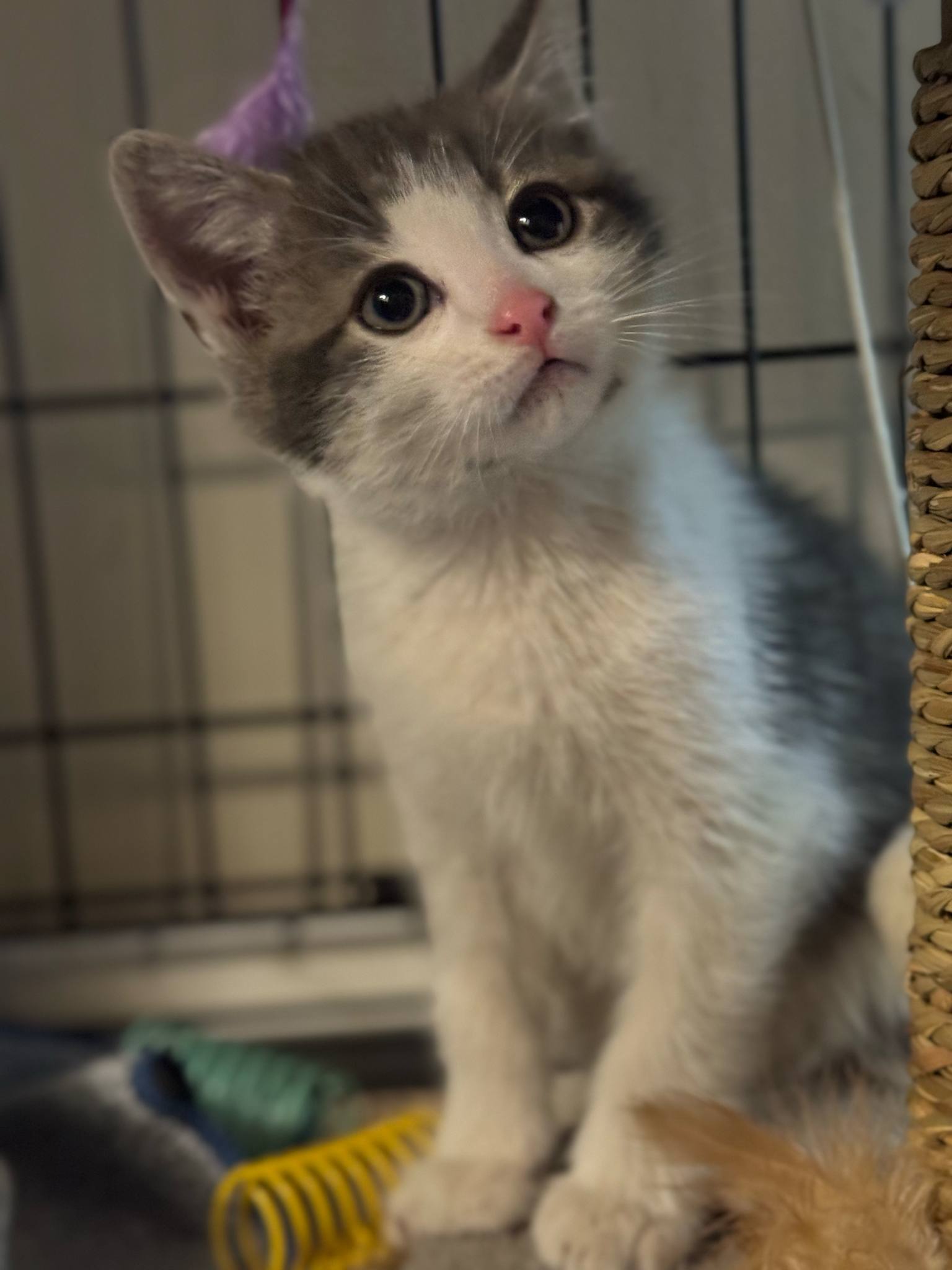 Kronk, an adoptable Domestic Short Hair in Steinbach, MB, R5G 2B2 | Photo Image 1