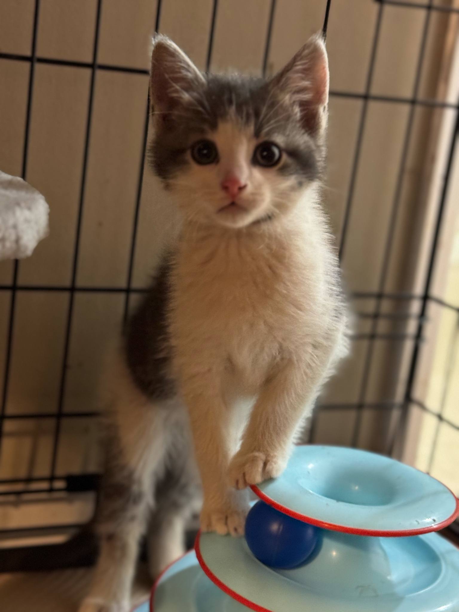 Kronk, an adoptable Domestic Short Hair in Steinbach, MB, R5G 2B2 | Photo Image 2