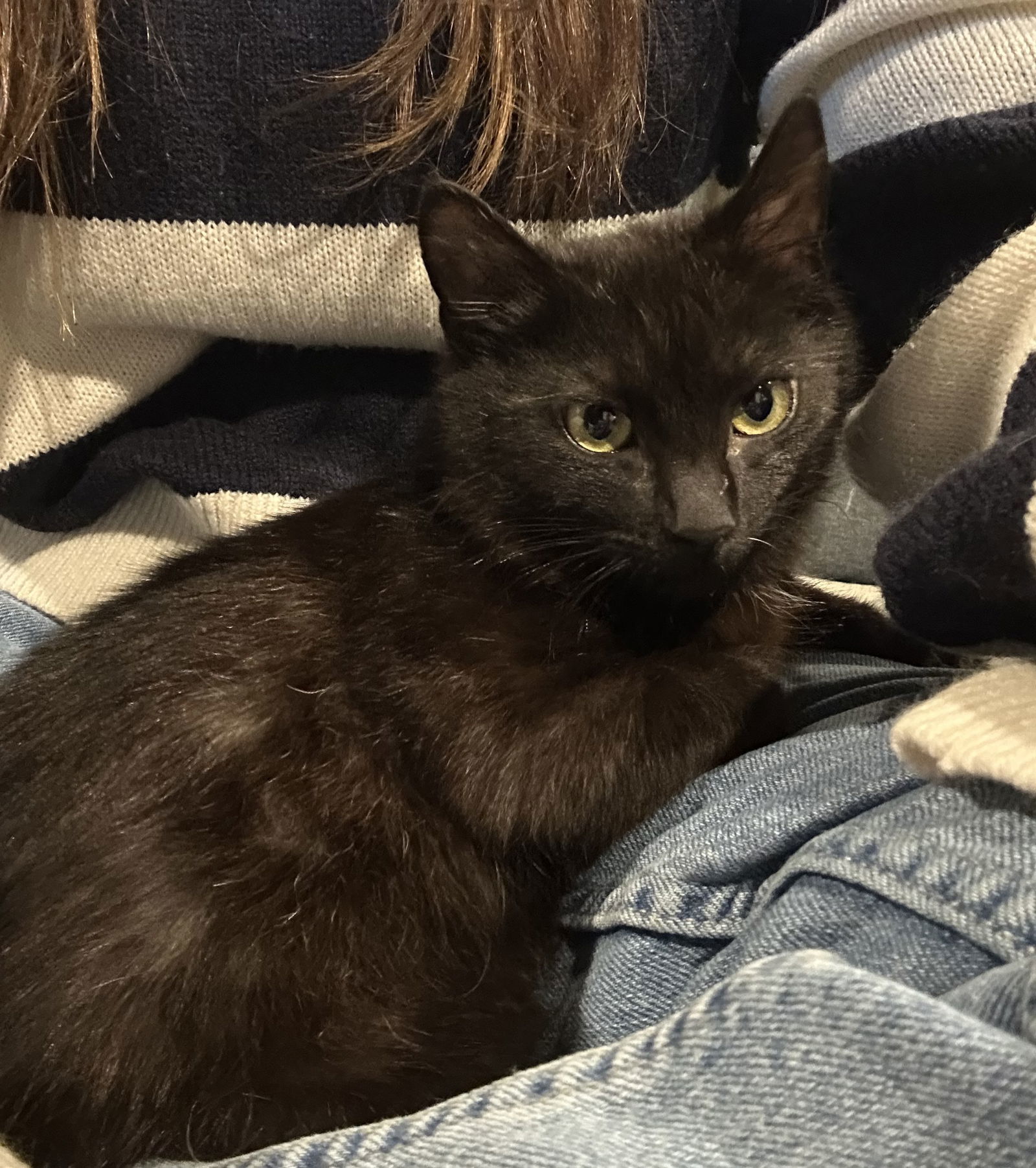 Jaziel (kitten)