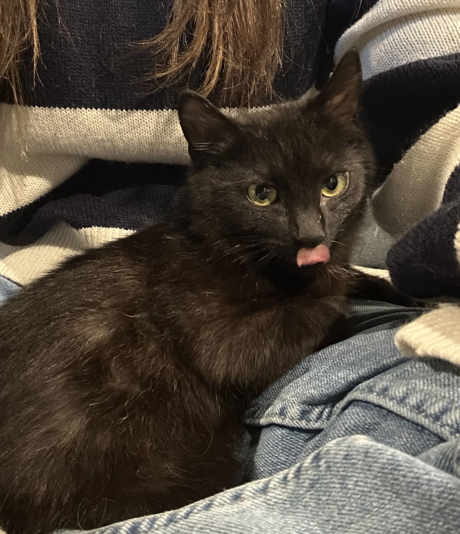 Jaziel (kitten)