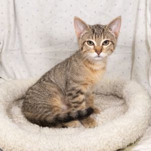 Patrick, Baby Male Tabby