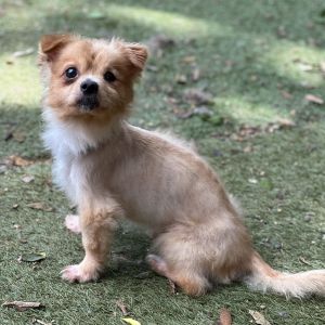 Floppy, Young Male Pomeranian