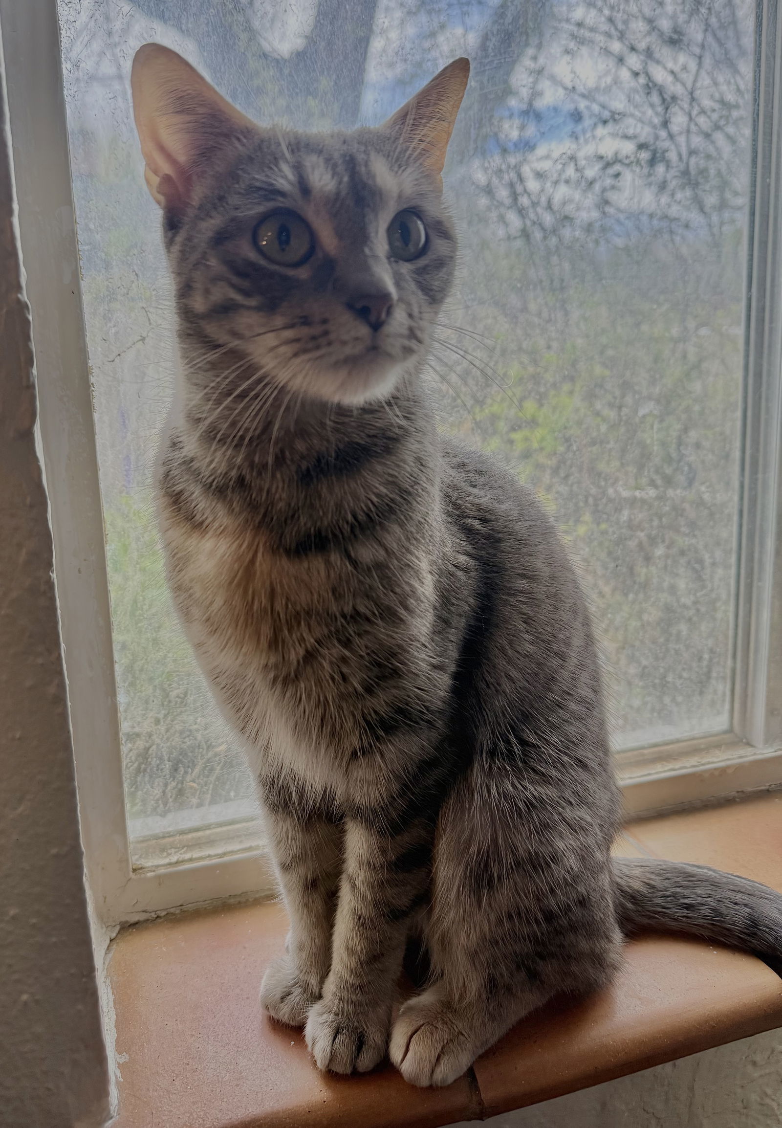 Red Velvet, an adoptable Domestic Short Hair in Fort Collins, CO, 80524 | Photo Image 1