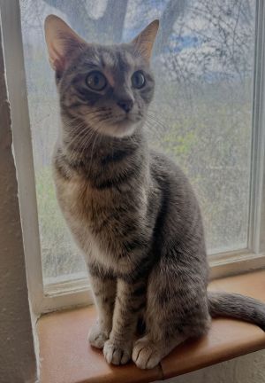 Red Velvet, Adult Female Domestic Short Hair