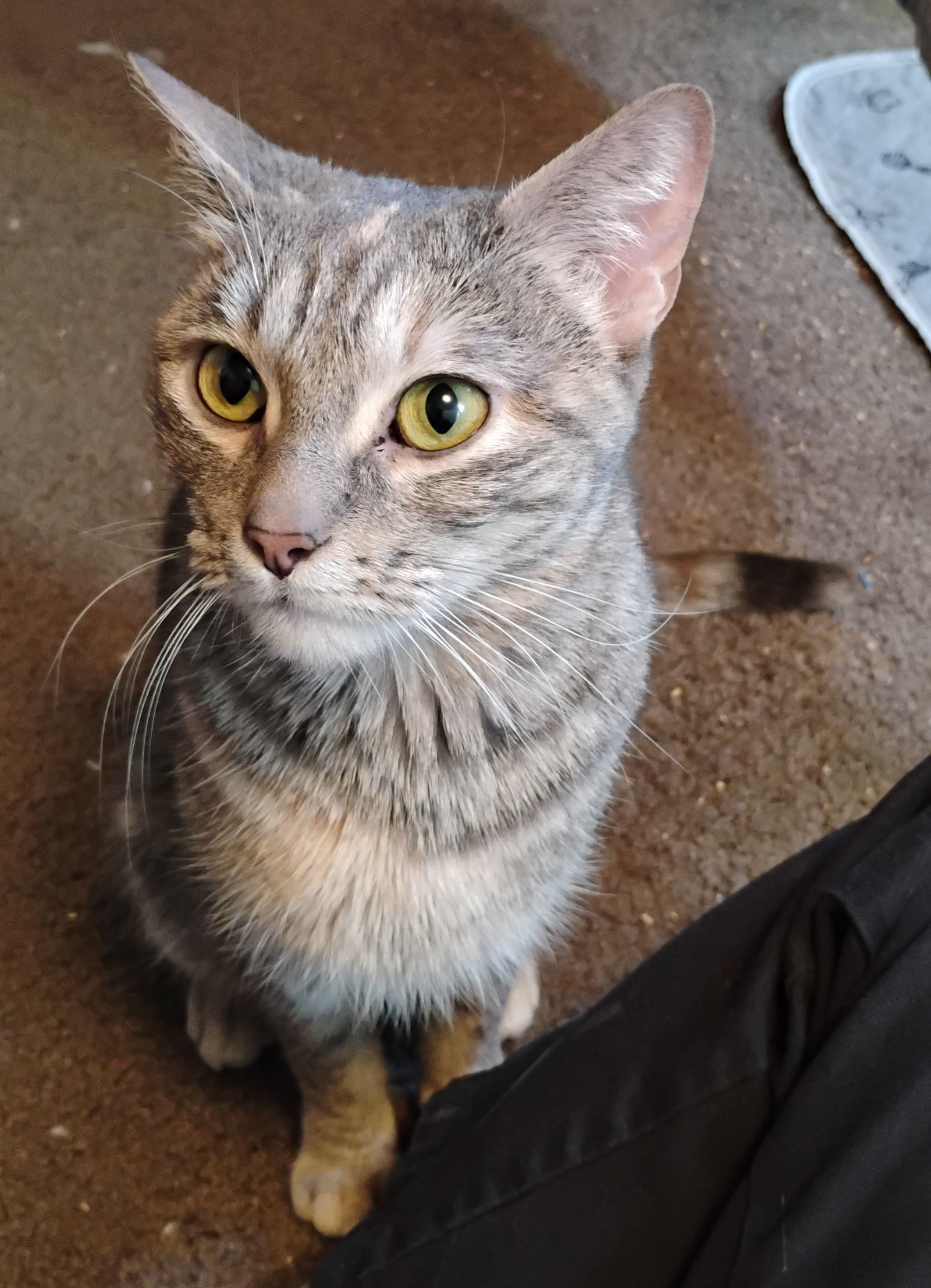Red Velvet, an adoptable Domestic Short Hair in Fort Collins, CO, 80524 | Photo Image 2