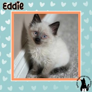 Eddie, Baby Male unknown