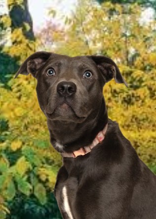 Jinx, an adoptable Pit Bull Terrier, Mixed Breed in Baraboo, WI, 53913 | Photo Image 1