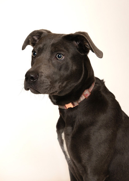 Jinx, an adoptable Pit Bull Terrier, Mixed Breed in Baraboo, WI, 53913 | Photo Image 2