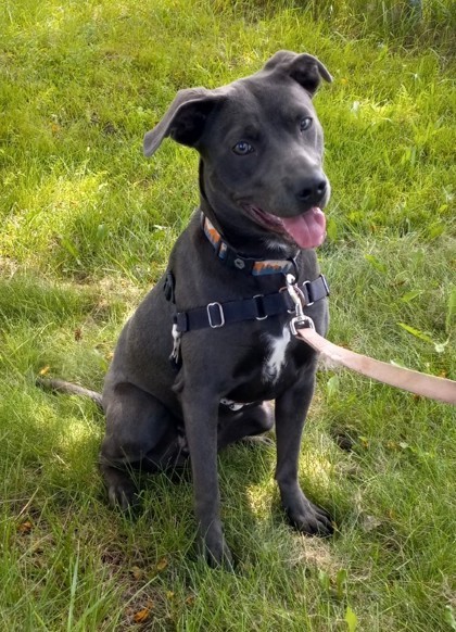 Jinx, an adoptable Pit Bull Terrier, Mixed Breed in Baraboo, WI, 53913 | Photo Image 3
