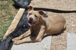 Everly, Young Female Pit Bull Terrier