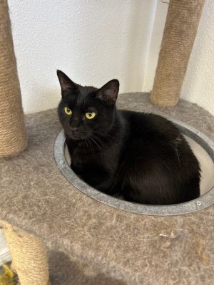 Belinda, Adult Female Domestic Short Hair