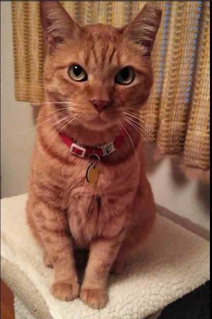 Simba was found in a feral cat colony but is shy social He was an adult when he was found