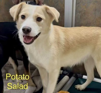 Potato Salad 3