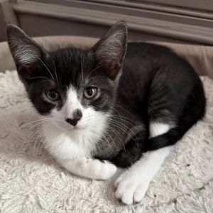 Stormy Domestic Short Hair Cat
