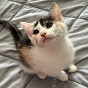 Im a super playful kitten whose favorite toys are plastic springs I also enjoy hanging out with my 