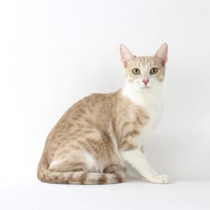 Marigold, Baby Female unknown