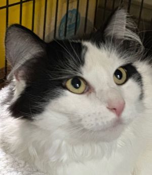 Cotton, Adult Female unknown