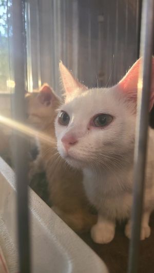 *Pearl, Adult Female Domestic Short Hair