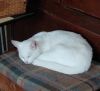 *Pearl photo 2
