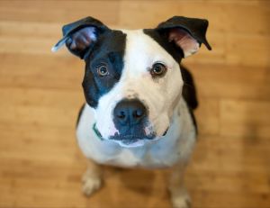 Johnson, Adult Male Pit Bull Terrier