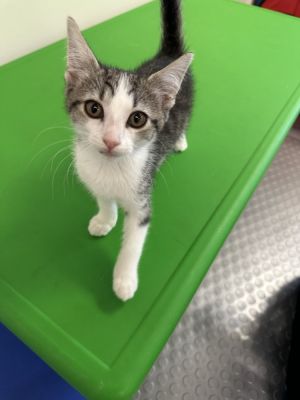 Mouse, Baby Female Domestic Short Hair