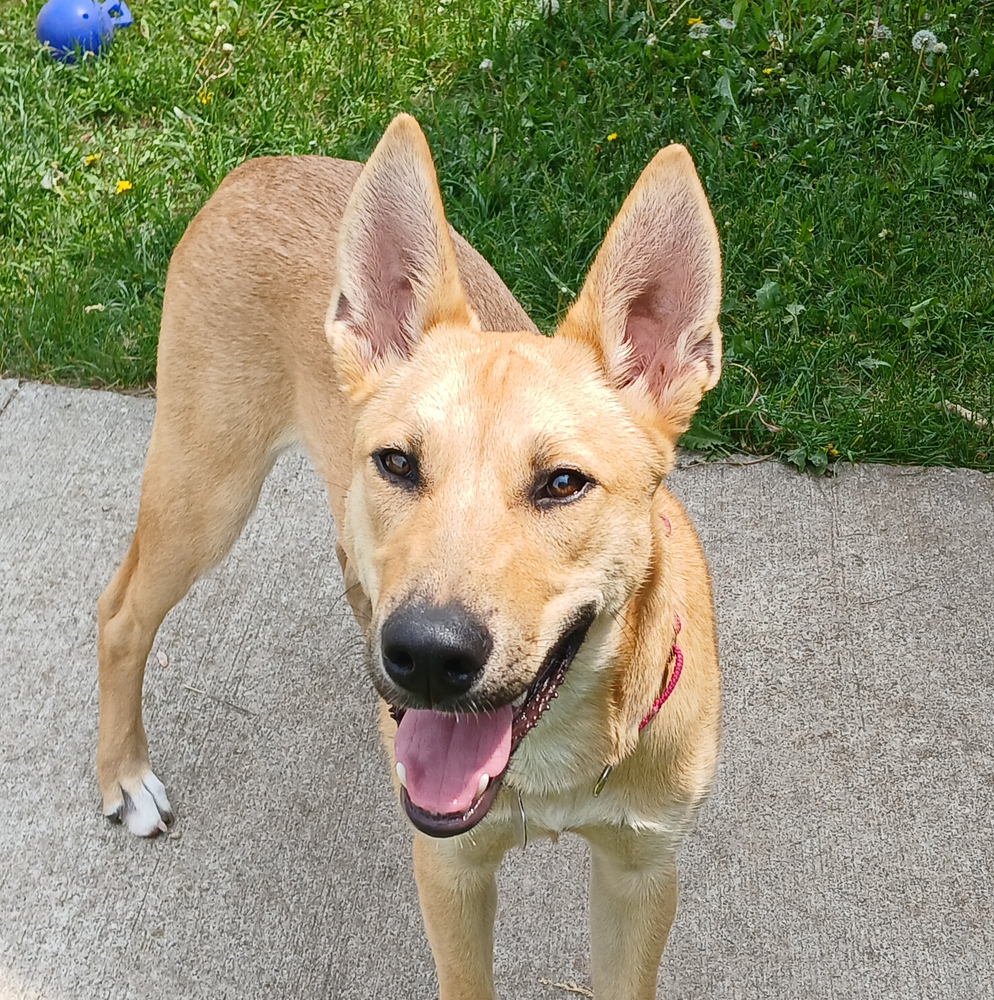 Bibi, an adoptable German Shepherd Dog in Suamico, WI, 54173 | Photo Image 1