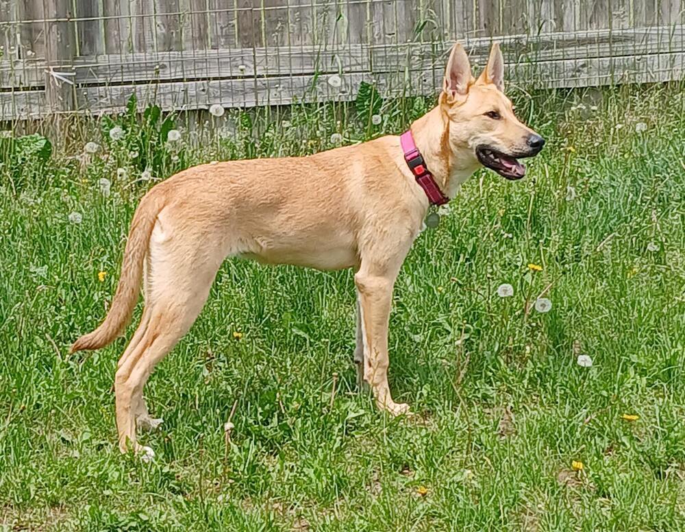 Bibi, an adoptable German Shepherd Dog in Suamico, WI, 54173 | Photo Image 2