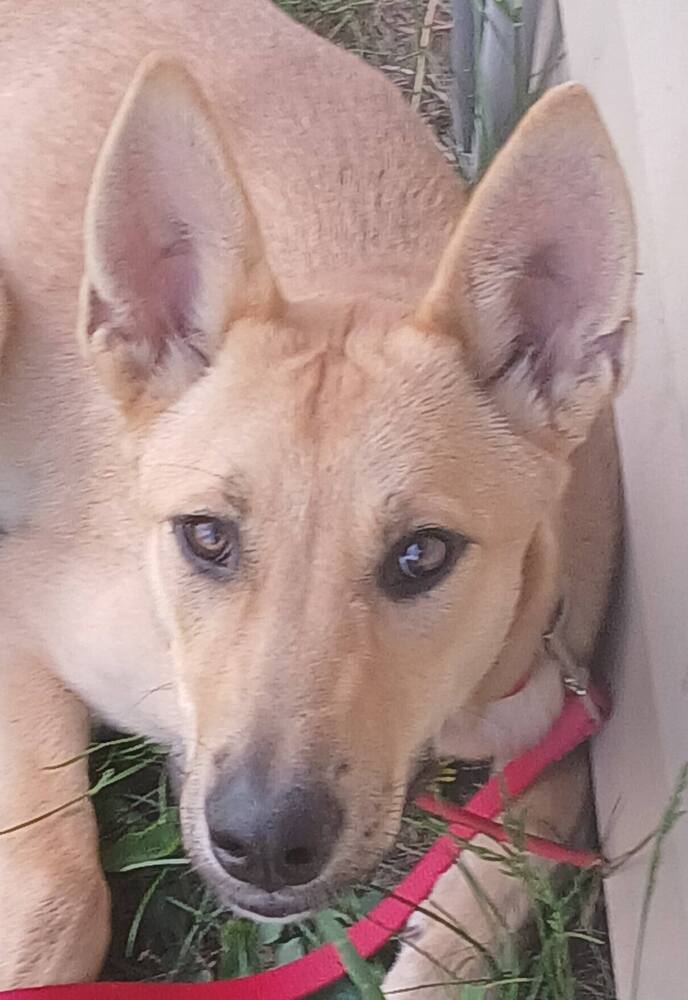 Bibi, an adoptable German Shepherd Dog in Suamico, WI, 54173 | Photo Image 3