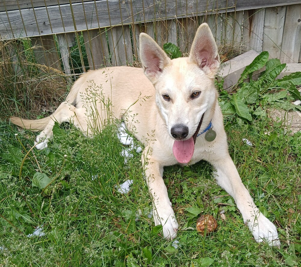 Marshall, an adoptable Siberian Husky, Doberman Pinscher in Suamico, WI, 54173 | Photo Image 1
