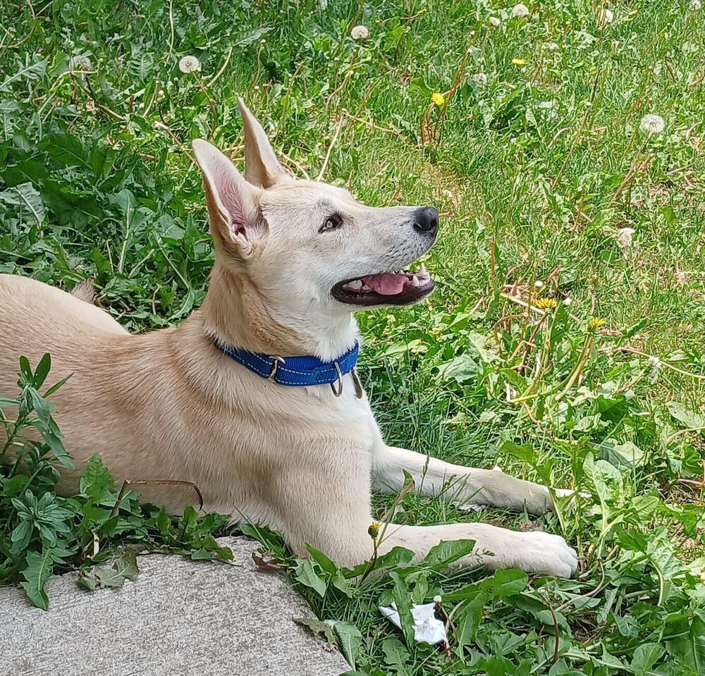 Marshall, an adoptable Siberian Husky, Doberman Pinscher in Suamico, WI, 54173 | Photo Image 2