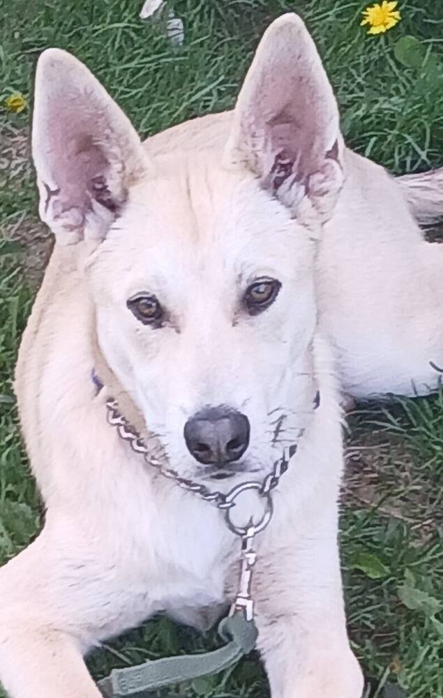 Marshall, an adoptable Siberian Husky, Doberman Pinscher in Suamico, WI, 54173 | Photo Image 3
