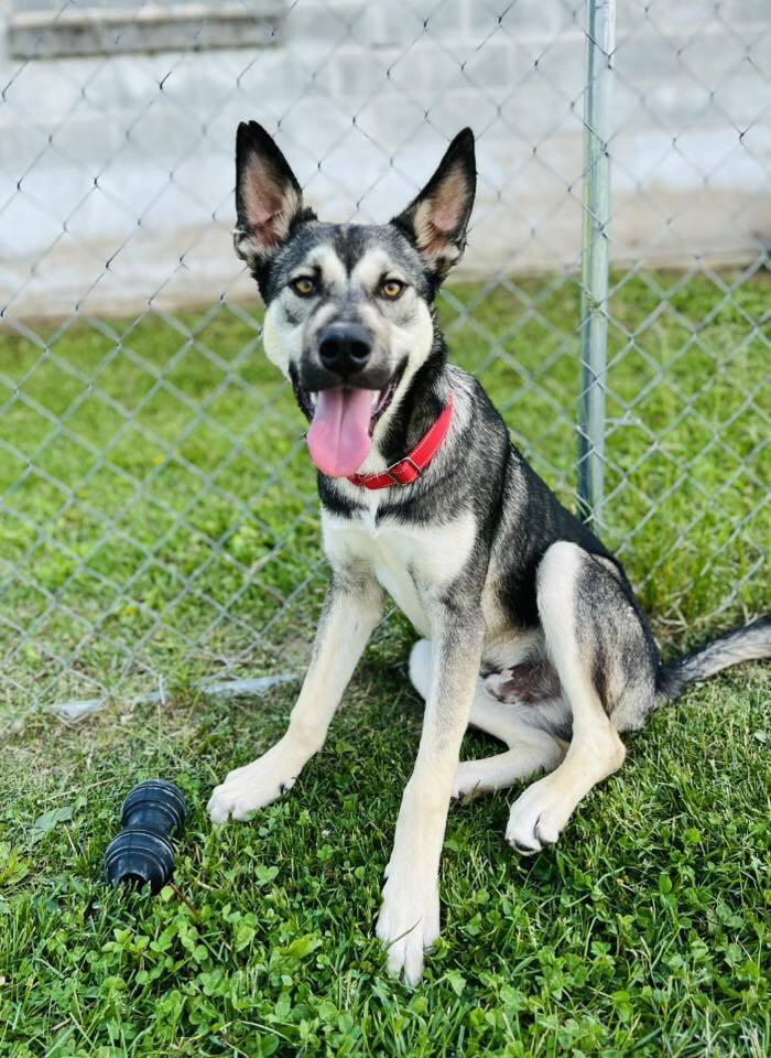 Benny, an adoptable German Shepherd Dog in Suamico, WI, 54173 | Photo Image 1