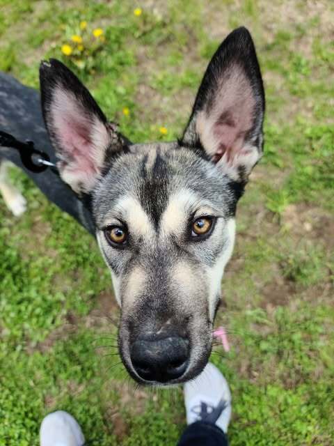 Benny, an adoptable German Shepherd Dog in Suamico, WI, 54173 | Photo Image 2