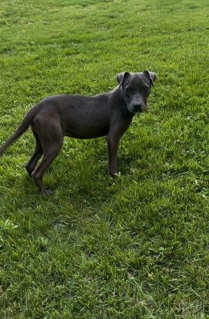 Ellie, Young Female Great Dane