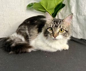 Pixie, Adult Female Domestic Medium Hair
