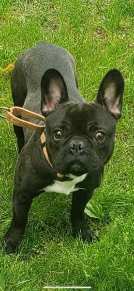 Frankie