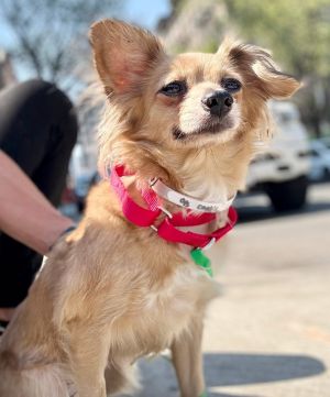 Cookie is a 6-year-old 15-pound female chihuahua mix from New York City Cookie is a quiet friendl