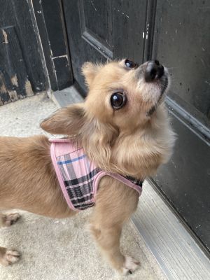 Cookie is a 6-year-old 15-pound female chihuahua mix from the NYC ACC Cookie is a quiet friendly