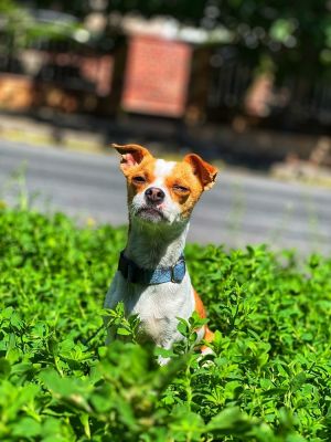Tank is available for our foster to adopt program Tank is a 3-year-old 11lb Chihuahua mix with th