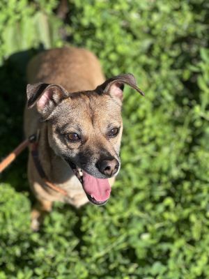 AVAILABLE FOR OUR FOSTER TO ADOPT PROGRAM Meet BMO a quirky charming 35-year-old 14lb pup whos