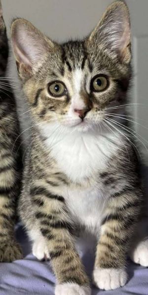Ernie, Baby Male Domestic Short Hair
