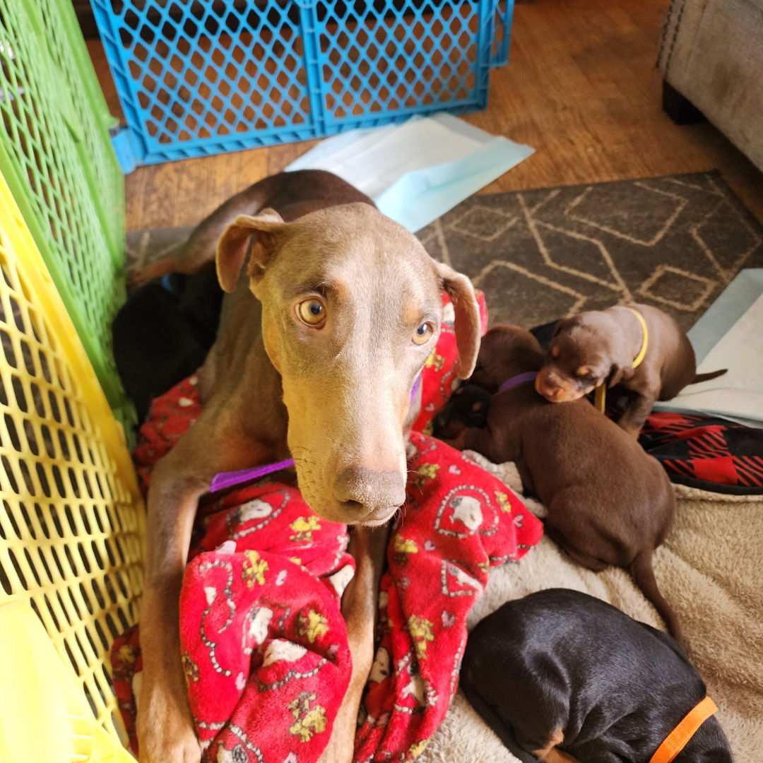 Muse Adoption Pending!
